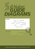 IB biology diagram illustration booklet